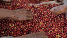 
                        
                          Load image into Gallery viewer, Ethiopian Harsu Haro
                        
                      